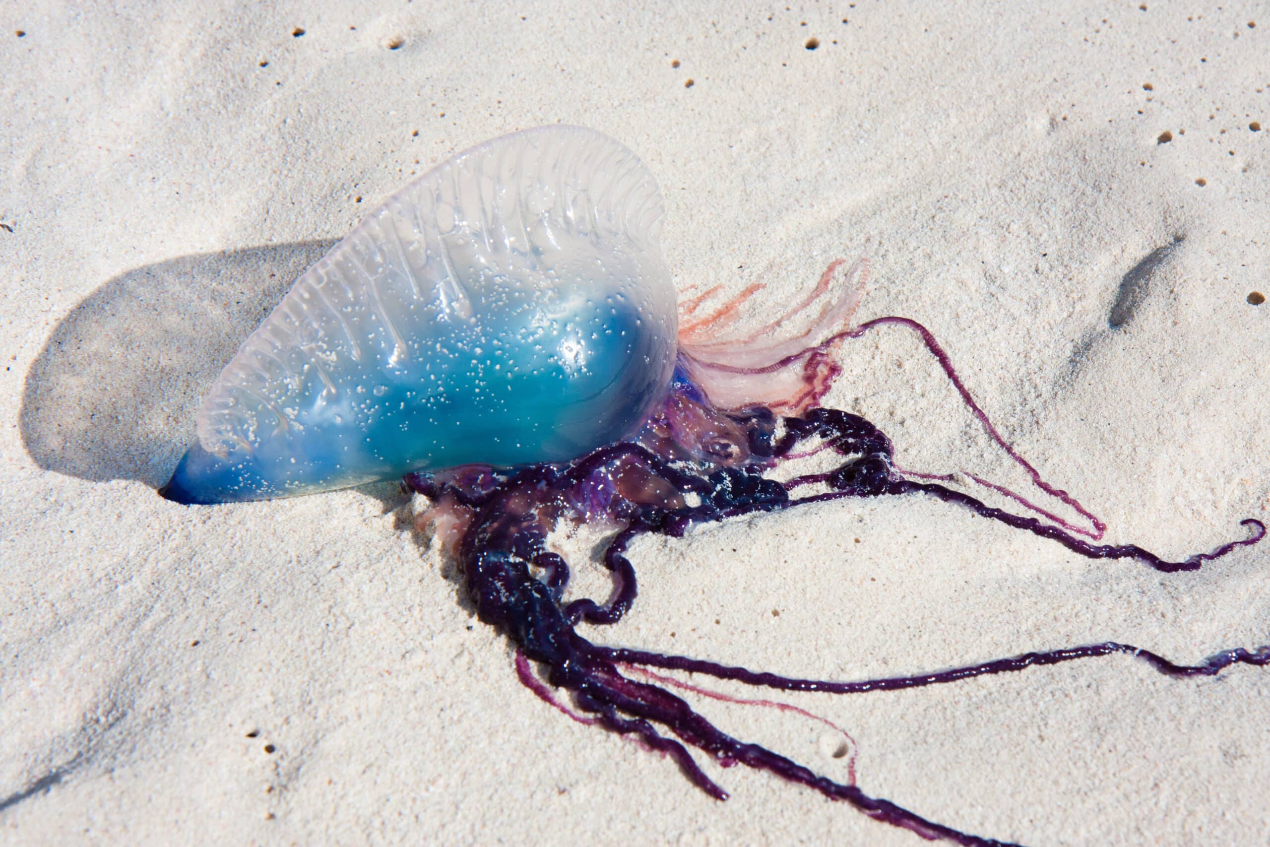 Portuguese Man o' War