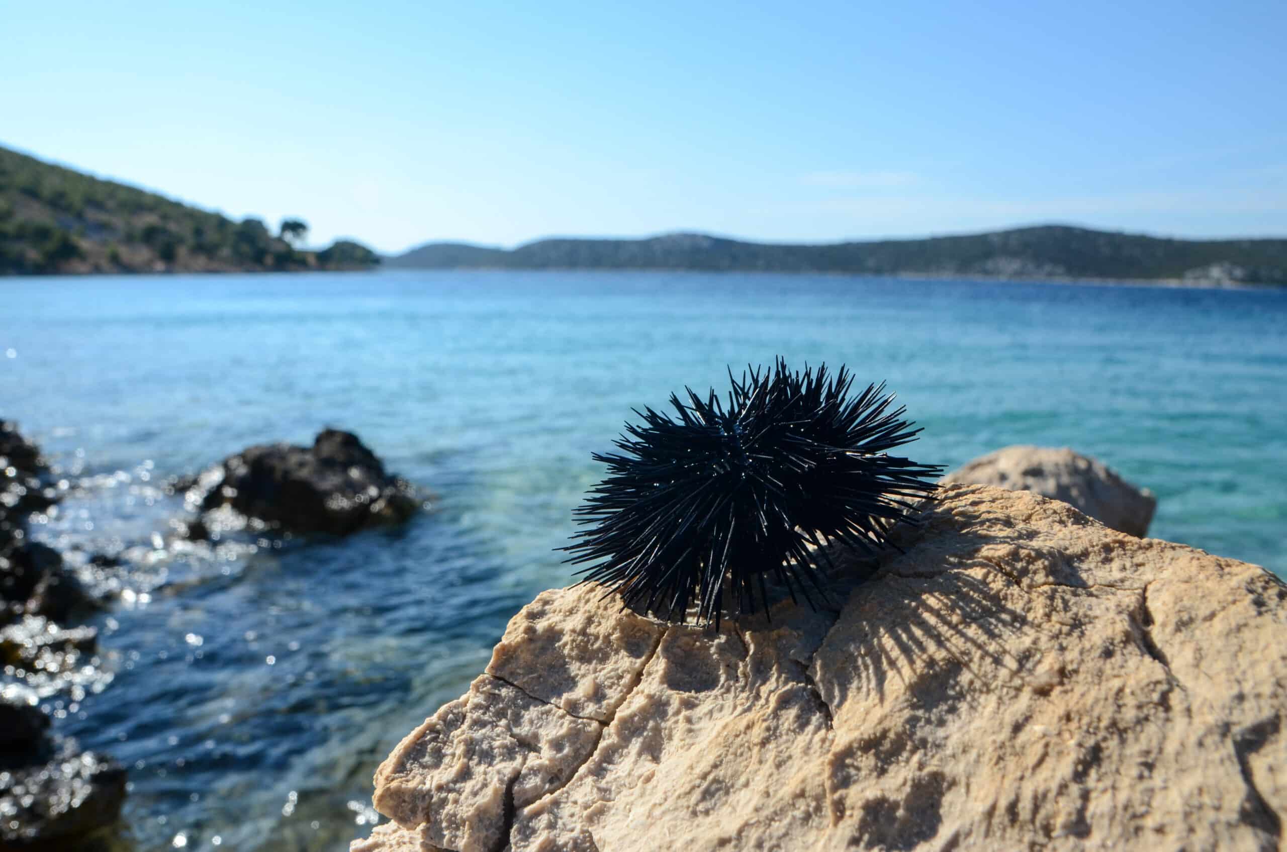 Close up of sea urchin on rocky beach. Black sea urchin moving his brittle and fragile spines. Black sea urchin