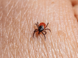 Tick on human skin