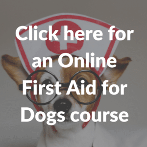 First aid for dogs