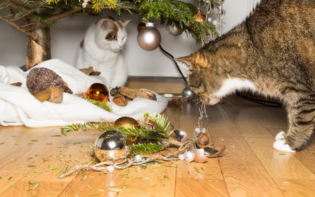 Twelve Most Common Christmas Accidents