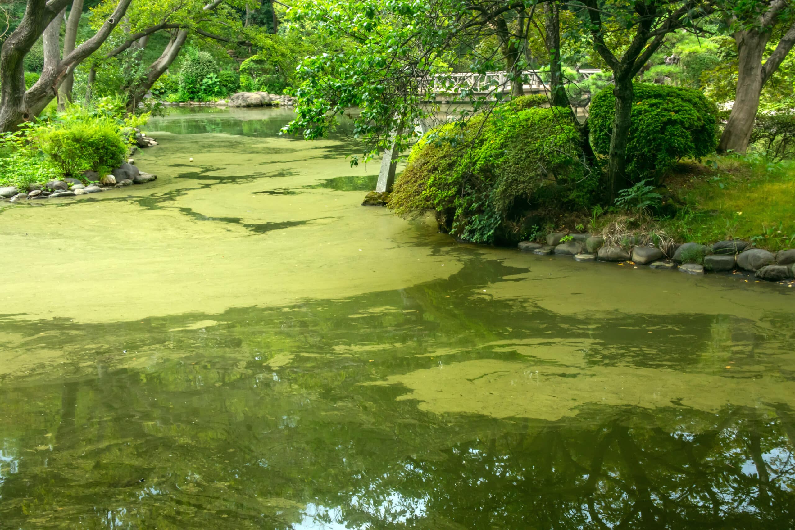 Blue-Green Algae: A Hidden Danger for Pets and People
